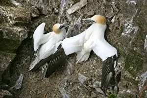 Unst Prints: Gannets two Gannets bickering at each other in order to defend their territory Hermaness Nature Reserve