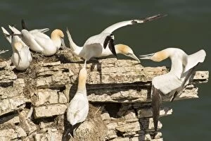 Bassanus Gallery: Gannets. interaction between pairs at nest site