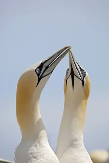 Interaction Prints: Gannets - Ireland