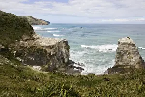 Auckland Prints: Gannets - nesting gannets at Muriwai gannet colony off west coast near Auckland North Island New Zealand