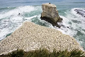 Gannets - nesting gannets at Muriwai gannet colony off west coast near Auckland North Island New Zealand. Established around 1900 the gannets replace an earlier nesting site for white terms