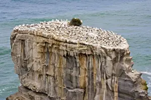 Auckland Prints: Gannets - nesting at Muriwai gannet colony off west coast near Auckland