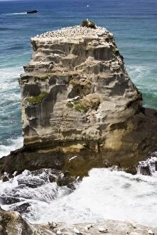 Gannets - nesting rock at Muriwai gannet colony off west coast near Auckland0