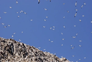 Images Dated 18th May 2008: Gannets soaring over Bass Rock