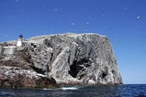 Images Dated 18th May 2008: Gannets soaring over Bass Rock