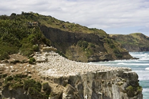 Gannets - visitors on viewing platform watching nesting gannets at Muriwai gannet colony on mainland off west coast Gannets - visitors on viewing platform watching nesting gannets at Muriwai gannet colony on mainland off west coast