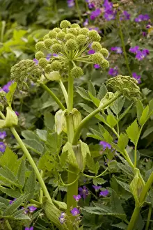 Garden Flower Prints: Garden Angelica (Angelica archangelica) grows wild in Scandinavia. Swedn