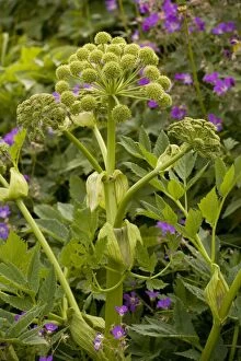 Images Dated 16th July 2006: Garden Angelica - grows wild in Scandinavia