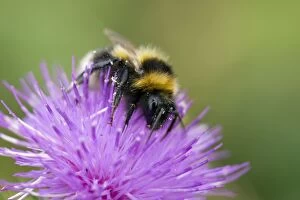 Images Dated 18th August 2012: Garden Bumble Bee