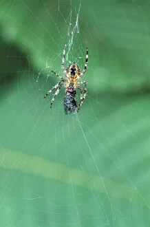Garden Cross / Garden Orb-web / Cross SPIDER -