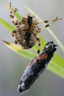 Garden Cross / Garden orb-web / Cross SPIDER -