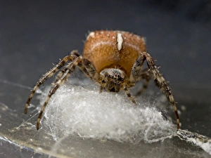 Images Dated 18th October 2008: Garden Cross Spider - female preparing support for egg sac. UK