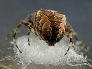 Images Dated 18th October 2008: Garden Cross Spider - female preparing support for egg sac. UK