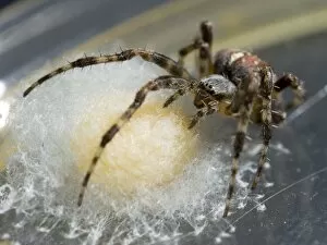 Garden Cross Spider - female protecting egg sac