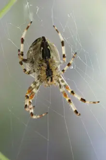 Orb Web Prints: Garden Cross Spider - On web underside Bedfordshire UK