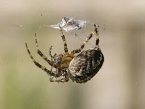 Garden Cross Spider - on web wrapping prey