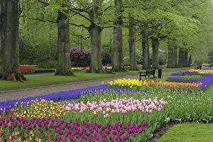 Garden of daffodils, tulips, and hyacinth
