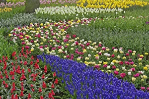 Images Dated 11th March 2011: Garden design of Grape Hyacinth, and tulips