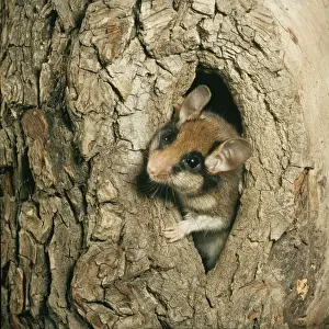 Garden Doormouse WC 86 Eliomys quercinus &copy; Werner Curth / ARDEA LONDON