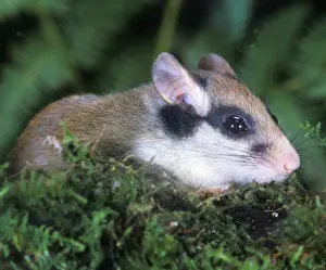 Dormice Prints: Garden Dormouse