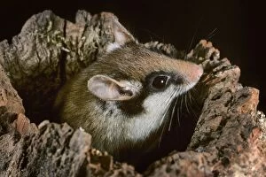 Images Dated 2nd April 2012: Garden Dormouse - emerging from hole in log