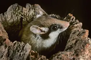 Dormice Prints: Garden Dormouse - emerging from hole in log
