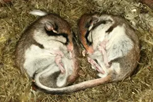 Garden Dormouse. Hibernating