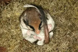 Garden Dormouse. Hibernating