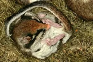 Garden Dormouse. Hibernating