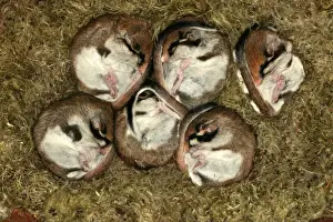Garden Dormouse. Hibernating