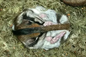 Garden Dormouse. Hibernating