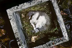 Dormice Prints: Garden Dormouse - in nest box