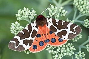 Buds Gallery: Garden / Great Tiger Moth
