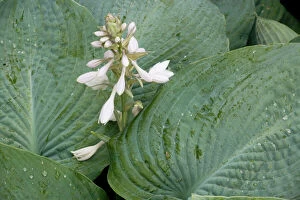 A garden hosta in flower
