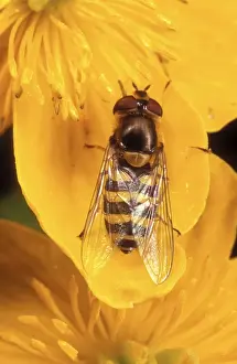 Garden Hoverfly