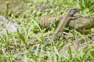 Trinidad Prints: Garden Lizard - sun bathing - Asa Wright Centre - Trinidad