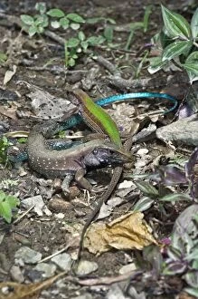 Images Dated 9th December 2008: Garden Lizards - pair courting