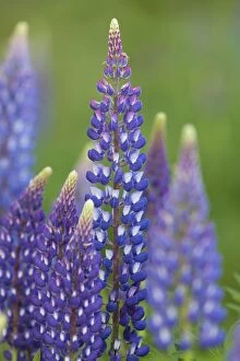 Invasive Gallery: Garden Lupin flowering Sweden