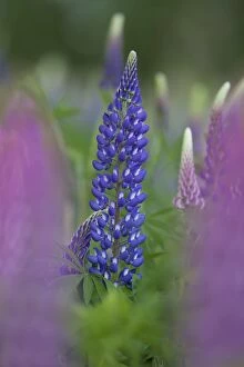 Images Dated 31st May 2014: Garden Lupin flowering Sweden