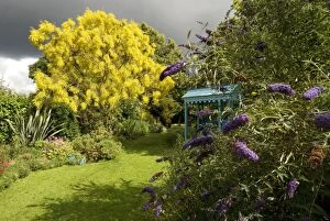 Images Dated 6th July 2012: Garden - Mount Etna Broom (Genista aetnensis) in