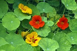 Images Dated 14th August 2007: Garden Nasturtium. Is rich in Vitamin C & has antiseptic & stimluating propeties