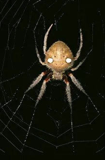 Garden orb-weaver - a nocturnal web-making spider, in web