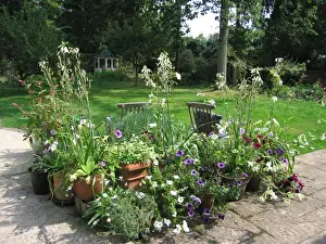 Garden - Patio flowers