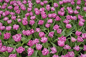 Garden pattern of tulips, Keukenhof Gardens