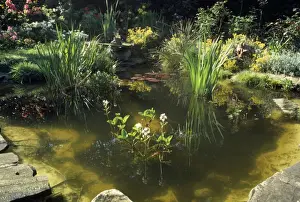 Reeds Prints: Garden Pond - with a variety of Water Plants, Bog Bean, Water Lilies, Burr Reed