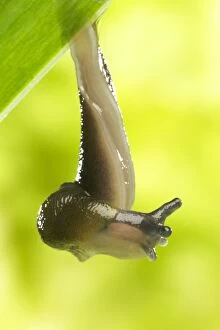 Garden Slug - hanging off leaf