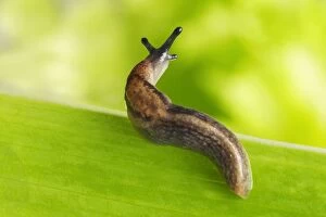 Garden Slug - on leaf