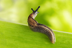 Slug - on leaf