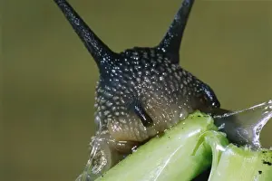 Gastropods Prints: Garden Snail