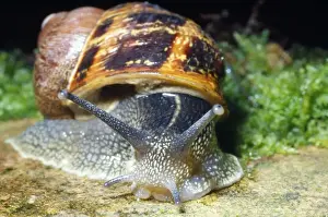 Garden Snail